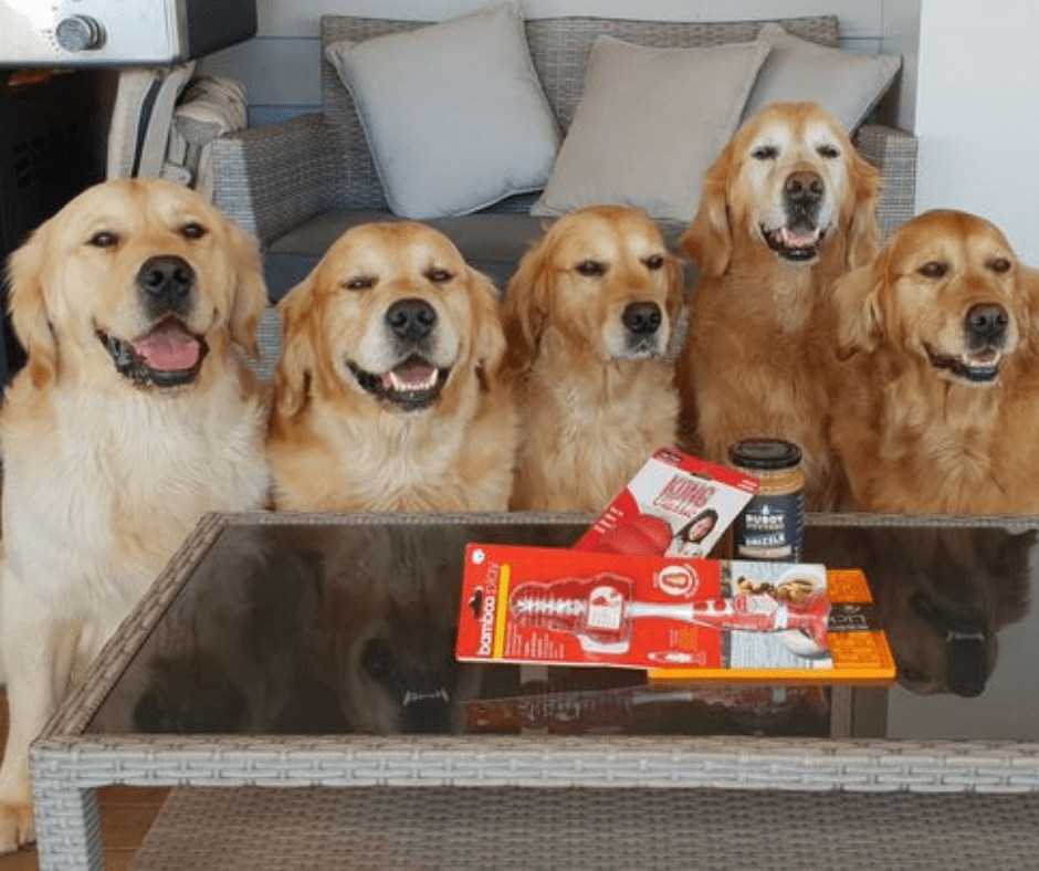 Keane Goldens Testimonials | Antinol Rapid Natural Anti Inflammatory for Dogs and Cats