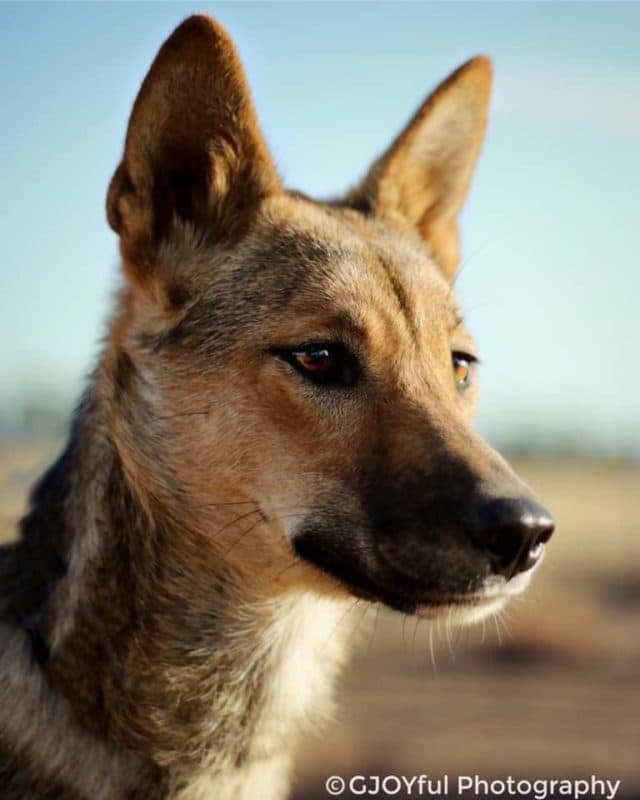 are bones easily digested by a dingo