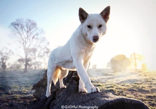 are bones easily digested by a dingo