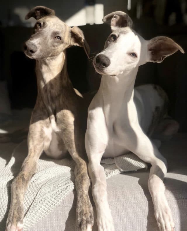 barry-and-bria-flyball-whippets-antinol-au